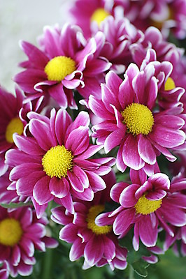 포토 JPG 해외이미지 식물 디자인 꽃잎 꽃 꽃무늬 선물 사랑 사람없음 초록색 노란색 귀여움 보라색 원예 정리 꽃가루 알레르기 해외202004 해외포토 감정 컬러 컨셉 무늬 취미 질병 가루 파일형식 이미지허브