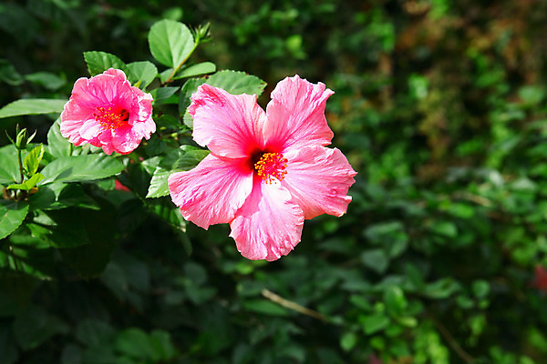 포토 JPG 해외이미지 식물 공원 꽃잎 꽃 분홍색 백그라운드 자연 사람없음 초록색 여름 정원 성장 벚꽃 개화 원예 해외202004 해외포토 계절 공공시설 컬러 취미 생태계 파일형식 이미지허브