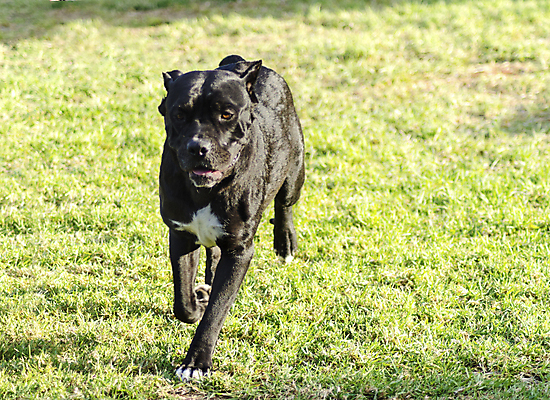 포토 JPG 해외이미지 동물 영어 응시 공원 장난 포유류 지팡이 털 건강 서기 경비 앉기 잔디 사람없음 야외 반려동물 달리기 믿음 검은색 가축 힘 이탈리아 활발 코트 흰색 표현 주름 개 황소 근육질 사냥개 귀 보호자 송곳니 거짓말 경보 기르기 동반자 마스티프 복종 신앙심 아기사슴 웅장함 유래 지능 충실 힘찬 해외202004 해외포토 식물 문자 시선 공공시설 감정 유럽 새끼 컬러 컨셉 모션 근육 사슴 안전 신체부위 외투 소 치아 보호 몸매 돌봄 파일형식 이미지허브