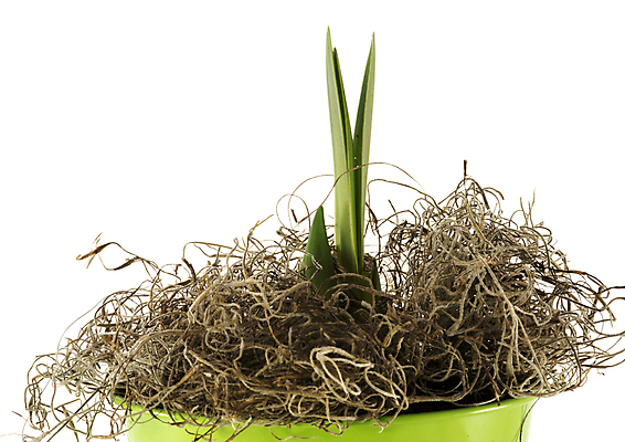 포토 JPG 해외이미지 식물 컨셉 잎 농업 자연 새로움 건강 사람없음 초록색 봄 성장 흰색 작음 양동이 심볼 시작 유기농 고립 해외202004 해외포토 웰빙 계절 산업 컬러 크기 생태계 파일형식 이미지허브