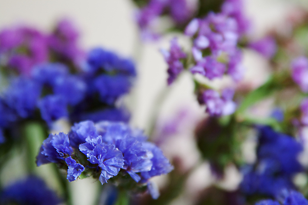 포토 JPG 해외이미지 꽃 선물 사람없음 여름 파란색 노란색 보라색 뜨거움 8월 해외202004 해외포토 식물 계절 컬러 날짜 파일형식 이미지허브