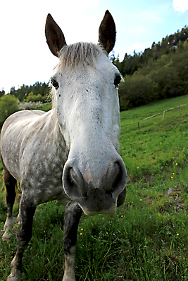 포토 JPG 해외이미지 동물 밭 자연 사람없음 야외 초록색 여름 농장 머리 목장 흰색 시골 점 닫기 묘사 코 귀 내추럴 방목장 밭일 해외202004 해외포토 계절 컬러 농업 모션 신체부위 생태계 파일형식 이미지허브