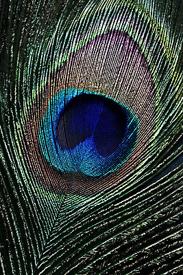 포토 JPG 해외이미지 백그라운드 자연 조류 사람없음 장식 컬러풀 우아함 공작 깃털 내추럴 해외202004 해외포토 동물 컬러 컨셉 생태계 파일형식 이미지허브