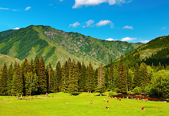 포토 JPG 해외이미지 나무 동물 구름 밭 농업 포유류 자연 하늘 산 풍경 사람없음 초록색 여름 파란색 강 햇빛 농장 농경지 환경 계곡 맑음 가축 침묵 목장 시골 소 양치기 군중 숲 언덕 밭일 찰과상 목가 해외202004 해외포토 자연요소 식물 직업 계절 산업 컬러 날씨 사람 태양 소리 상처 생태계 파일형식 이미지허브
