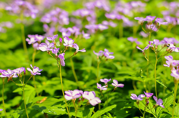 포토 JPG 해외이미지 식물 계절 꽃 유럽 분홍색 백그라운드 잎 꽃무늬 자연 아침 사람없음 장식 초록색 파란색 빛 컬러풀 환경 정원 보라색 봄 회색 벚꽃 신선 닫기 숲 허브 제비꽃 에코 생태계 부드러움 내추럴 영원 그리너리 해외202004 해외포토 주간 나라 컬러 무늬 모션 감각 파일형식 트랜드컬러 이미지허브