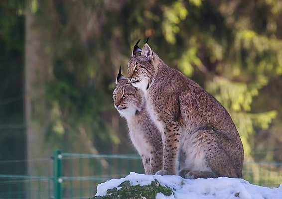 포토 JPG 해외이미지 주간 야생동물 포즈 겨울 포유류 사람없음 야외 고양이 추위 스라소니 해외202004 해외포토 자연요소 동물 계절 반려동물 파일형식 이미지허브