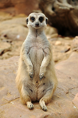 포토 JPG 해외이미지 동물 응시 남자 얼굴 야생동물 모래 포유류 가족 아프리카 자연 엄마 생물 털 동물원 서기 경비 사람없음 갈색 사막 아기 입 황무지 보호 작음 사파리 손목시계 육식동물 주둥이 남쪽 경보 남아프리카 동물상 미어캣 생태학 칼라하리 해외202004 해외포토 시선 교육 나라 시계 컬러 컨셉 장신구 관계 모션 안전 사람 신체부위 조형물 크기 방향 생태계 파일형식 이미지허브