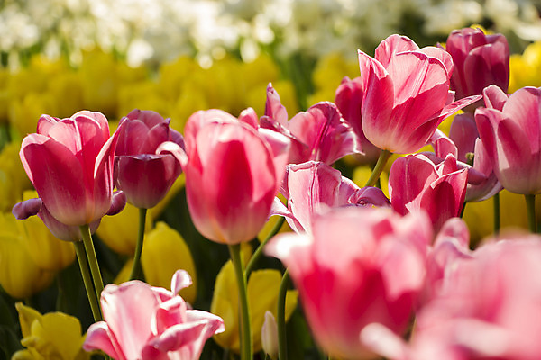 포토 JPG 해외이미지 식물 계절 꽃잎 꽃 줄기 분홍색 꽃다발 백그라운드 잎 꽃무늬 밭 자연 발렌타인데이 사랑 사람없음 야외 빨간색 초록색 컬러풀 노란색 새싹 정원 봄 활발 튤립 벚꽃 흰색 신선 우아함 닫기 다발 묘사 향기 내추럴 강렬 해외202004 해외포토 감정 컬러 컨셉 무늬 농업 모션 데이이벤트 생태계 냄새 파일형식 이미지허브