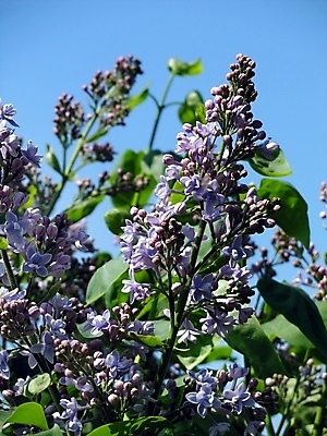 포토 JPG 해외이미지 나무 식물 계절 꽃잎 꽃 백그라운드 잎 자연 사람없음 초록색 봄 벚꽃 나뭇가지 신용카드 개화 만족 천국 꿀 라일락 꽃수술 막자 해외202004 해외포토 감정 컬러 금융 생태계 파일형식 이미지허브