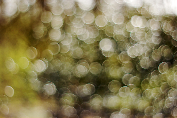 포토 JPG 해외이미지 사람없음 초록색 소프트포커스 보케 빛망울 블러 블러효과 보케백그라운드 해외202004 해외포토 컬러 백그라운드 촬영기법 빛 파일형식 효과 이미지허브