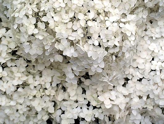 포토 JPG 해외이미지 식물 계절 꽃잎 꽃 꽃다발 결혼 백그라운드 잎 자연 벽지 휴가 발렌타인데이 사람없음 장식 여름 컬러풀 정원 벚꽃 흰색 신용카드 개화 만족 그림 내추럴 해외202004 해외포토 감정 컬러 데이이벤트 이벤트 금융 생태계 파일형식 이미지허브