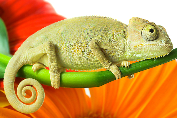 포토 JPG 해외이미지 동물 파충류 자연 사람없음 초록색 카멜레온 해외202004 해외포토 컬러 생태계 파일형식 이미지허브