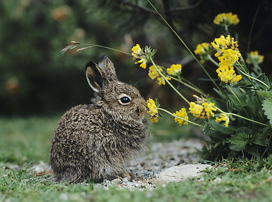 포토 JPG 해외이미지 주간 한마리 응시 앉기 잔디 사람없음 야외 아웃포커스 토끼 민들레 해외포토 자연요소 식물 1 시선 꽃 포유류 모션 촬영기법 반려동물 파일형식 이미지허브