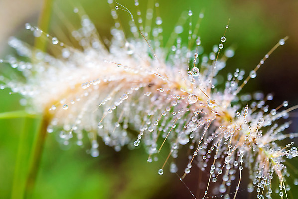 포토 JPG 해외이미지 식물 꽃 백그라운드 잎 자연 벽지 아침 추상 사람없음 초록색 물 여름 빛 컬러풀 환경 정원 봄 거품 젖음 벚꽃 물방울 액체 개화 숲 이슬 예측 크리스탈 순수 보케 강렬 광 바이오 생태학 슬라이드 회복 몽환 해외202004 해외포토 주간 자연요소 계절 교육 컬러 컨셉 무늬 광석 생태계 파일형식 이미지허브