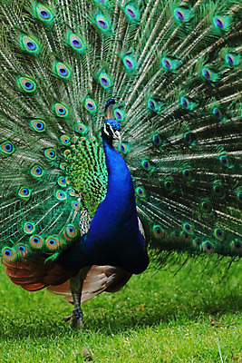 포토 JPG 해외이미지 동물 남자 백그라운드 패턴 오렌지 자연 조류 동물원 사람없음 초록색 파란색 컬러풀 페인트 황금 우아함 공작 깃털 묘사 질감 솜털 해외202004 해외포토 컬러 컨셉 무늬 과일 사람 생태계 파일형식 이미지허브