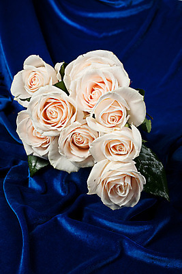 포토 JPG 해외이미지 디자인 꽃 문화 꽃다발 백그라운드 잎 자연 미술 사람없음 장식 빨간색 초록색 흰색 화려 닫기 꽃집 고립 구성 해외202004 해외포토 식물 컬러 컨셉 모션 문화예술 상점 생태계 파일형식 이미지허브