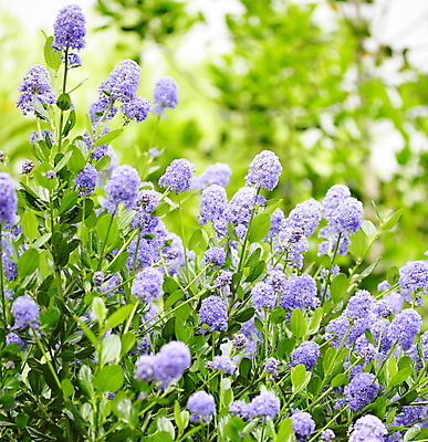 포토 JPG 해외이미지 꽃 백그라운드 잎 사람없음 여름 정원 관목 상록수 해외202004 해외포토 나무 식물 계절 파일형식 이미지허브