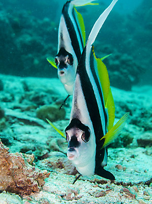 포토 JPG 해외이미지 배너 야생동물 바다 여행 학교 모션 자연 휴가 어류 풍경 사람없음 야외 파란색 바닷속 수중 수영 물방울 아래 다이빙 생물학 지느러미 내추럴 깊이 동물상 생태학 침몰 많음 해외202004 해외포토 동물 교육 컬러 컨셉 조형물 수중동물 수상스포츠 방향 생태계 위치 수중스포츠 파일형식 이미지허브