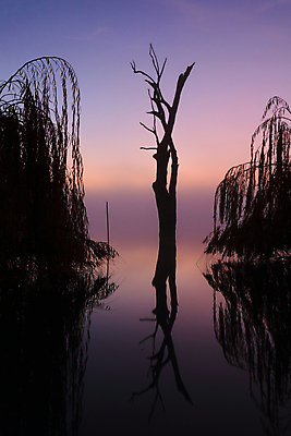 포토 JPG 해외이미지 나무 실루엣 호수 아침 날씨 사람없음 물 일출 새벽 안개 시골 호주 심플 뿌연 오지 해외202004 해외포토 주간 자연요소 식물 촬영기법 노을 오세아니아 파일형식 이미지허브