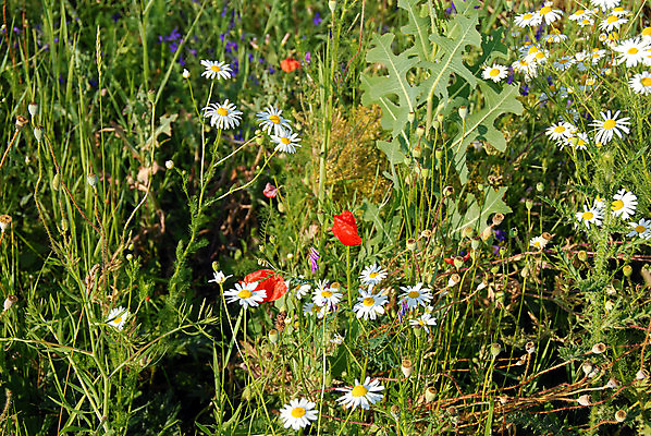 포토 JPG 해외이미지 식물 1 꽃 줄기 백그라운드 잎 꽃무늬 밭 자연 종류 사람없음 야외 빨간색 초록색 여름 파란색 빛 컬러풀 노란색 환경 보라색 흰색 점 개화 가시 자주색 5월 허브 만족 데이지 부드러움 양귀비 내추럴 블러 해외202004 해외포토 계절 감정 컬러 무늬 농업 감각 날짜 생태계 파일형식 이미지허브