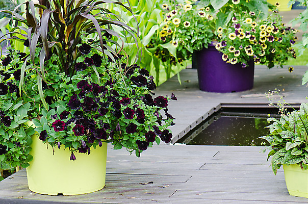 포토 JPG 해외이미지 식물 디자인 꽃 백그라운드 잎 꽃무늬 농업 자연 취미 사람없음 야외 장식 초록색 여름 컬러풀 햇빛 정원 꽃병 보라색 침묵 흙 봄 성장 도구 신선 개화 냄비 컨테이너 모종삽 삽 유기농 원예 데이지 먼지 내추럴 모종 심기 영원 해외202004 해외포토 웰빙 계절 산업 컬러 무늬 모션 태양 소리 솥 생태계 파일형식 이미지허브