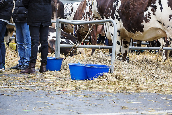 포토 JPG 해외이미지 이동 농업 사람없음 금융 우유 프랑스 분노 고속도로 소 농부 상품 잼 2015년 트랙터 1월 반항 2016년 노르망디 위기 정책 주장 항의 헬프 파리(프랑스) 해외202004 해외포토 직업 감정 유럽 산업 도로 컨셉 포유류 모션 유제품 경제 도움 날짜 소스_음식 농기계 연도 특수차량 파일형식 이미지허브