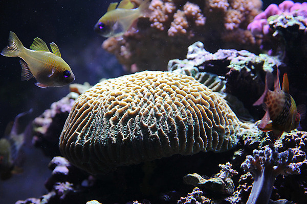 포토 JPG 해외이미지 어류 사람없음 수중 닫기 수족관 해외202004 해외포토 모션 수중동물 파일형식 이미지허브