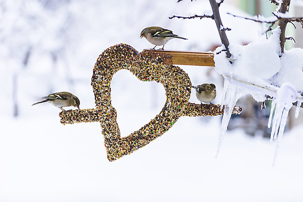 포토 JPG 해외이미지 겨울 자연 조류 사랑 사람없음 평화 추위 하트 관찰 먹이 리듬 해외202004 해외포토 모양 동물 계절 감정 컨셉 모션 생태계 파일형식 이미지허브