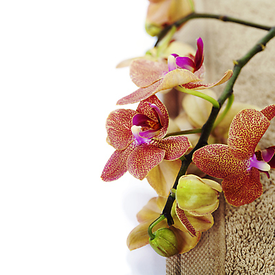 포토 JPG 해외이미지 꽃 사람없음 수건 스파 스파용품 카피스페이스 해외포토 식물 위생용품 공백 오브젝트 파일형식 이미지허브