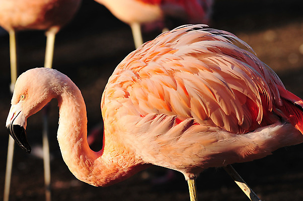 포토 JPG 해외이미지 동물 1 길 호수 야생동물 분홍색 백그라운드 아프리카 자연 조류 열대 동물원 사람없음 야외 빨간색 물 여름 컬러풀 머리 흰색 우아함 플라밍고 깃털 기중기 싱글 부리 새장 목 단아함 마이애미 이국적 플로리다 해외202004 해외포토 자연요소 계절 나라 컬러 컨셉 신체부위 미국 중장비 생태계 케이지 파일형식 이미지허브