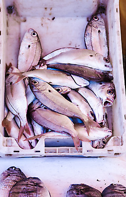 포토 JPG 해외이미지 산업 백그라운드 자연 낚시 어류 요리 사람없음 세일 얼음 추위 신선 시장 은색 수집 해산물 소금 지느러미 고등어 유지 베이스 슈퍼푸드 해외202004 해외포토 자연요소 컬러 현악기 레저 수중동물 생태계 건강식품 파일형식 이미지허브