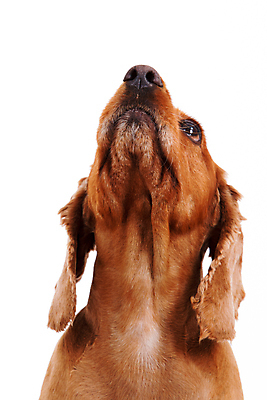 포토 JPG 해외이미지 스튜디오촬영 동물 응시 얼굴 백그라운드 포유류 털 사람없음 반려동물 갈색 머리 흰색 황금 닫기 개 강아지 테리어 방향 피부 깃털 싱글 송곳니 고립 해외202004 해외포토 시선 컬러 모션 실내 신체부위 치아 파일형식 이미지허브