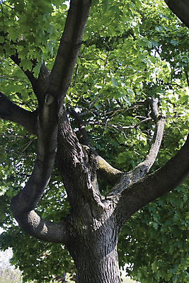 포토 JPG 해외이미지 나무 식물 얼굴 상상 사람 사람없음 초록색 숲 피부 공상 해외202004 해외포토 컬러 신체부위 파일형식 이미지허브