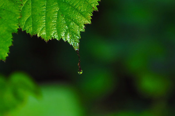 포토 JPG 해외이미지 식물 줄기 백그라운드 잎 자연 아침 사람없음 야외 장식 초록색 물 여름 빛 반사 환경 정원 봄 젖음 성장 물방울 신선 투명 액체 칼날 떨어짐 이슬 작음 빗방울 순수 보케 내추럴 해외202004 해외포토 주간 자연요소 계절 컬러 컨셉 비_날씨 크기 생태계 파일형식 이미지허브