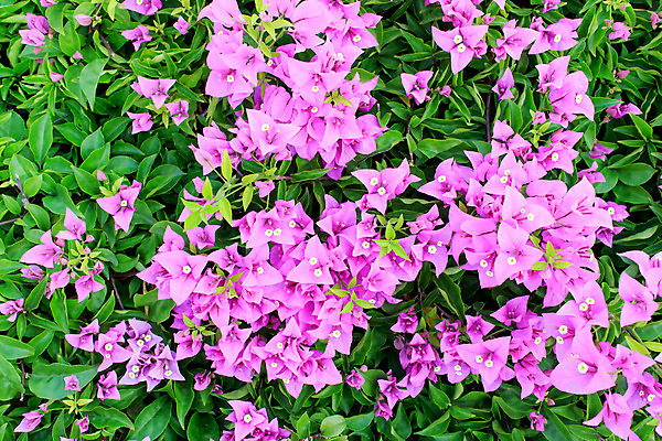 포토 JPG 해외이미지 나무 식물 공원 꽃잎 꽃 분홍색 여행 백그라운드 잎 크리스마스 꽃무늬 패턴 자연 하늘 새로움 거리 건강 사랑 사람없음 야외 장식 빨간색 초록색 여름 파란색 컬러풀 태양 정원 맑음 보라색 봄 신선 개화 진달래 다발 관목 질감 해외202004 해외포토 자연요소 계절 공공시설 기념일 감정 컬러 컨셉 무늬 날씨 생태계 파일형식 이미지허브