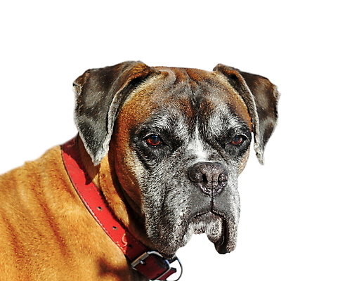 포토 JPG 해외이미지 스튜디오촬영 동물 포유류 사람없음 반려동물 갈색 머리 검은색 흰색 개 강아지 흰배경 송곳니 고립 기르기 옛날 해외202004 해외포토 컬러 백그라운드 실내 신체부위 치아 돌봄 파일형식 이미지허브