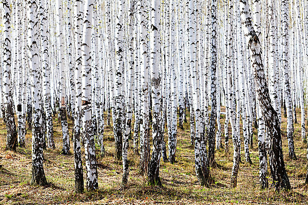 포토 JPG 해외이미지 나무 계절 공원 줄기 백그라운드 캐나다 패턴 자연 풍경 사람없음 야외 목재 세로 초록색 여름 평화 귀여움 환경 검은색 침묵 봄 흰색 나뭇가지 시골 정상 숲 러시아 나무껍질 자작나무 내추럴 러시아인 해외202004 해외포토 서양인 식물 공공시설 유럽 컬러 컨셉 북아메리카 무늬 재료 소리 껍질 생태계 파일형식 이미지허브