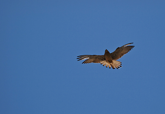 포토 JPG 해외이미지 동물 스포츠 조류 사람없음 중세 먹이 깃털 연 부리 독수리 해외202004 해외포토 놀이용품 역사 파일형식 이미지허브