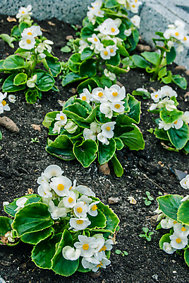 포토 JPG 해외이미지 식물 계절 꽃잎 꽃 백그라운드 잎 꽃무늬 자연 사람없음 야외 장식 초록색 여름 파란색 컬러풀 햇빛 노란색 정원 보라색 봄 활발 성장 벚꽃 나뭇가지 신선 개화 제비꽃 묘사 원예 화단 내추럴 비올라 삼색 영원 해외202004 해외포토 나무 컬러 컨셉 무늬 취미 태양 생태계 파일형식 찰현악기 이미지허브
