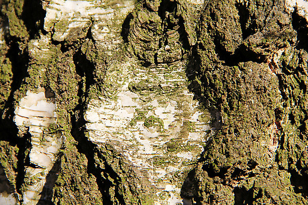 포토 JPG 해외이미지 나무 식물 백그라운드 사람없음 목재 질감 나무껍질 자작나무 바이오 수목 해외202004 해외포토 재료 껍질 파일형식 이미지허브