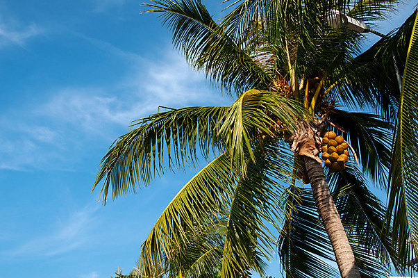 포토 JPG 해외이미지 나무 식물 구름 모래 여행 백그라운드 잎 태국 자연 하늘 휴가 손바닥 풍경 사람없음 야외 초록색 여름 파란색 햇빛 태양 맑음 코코넛 파라다이스 해외202004 해외포토 자연요소 손 계절 아시아 컬러 과일 날씨 생태계 파일형식 이미지허브