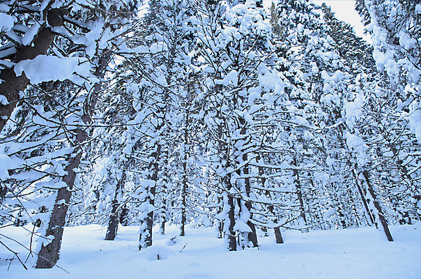 포토 JPG 해외이미지 나무 겨울 자연 하늘 산 풍경 사람없음 소나무 황무지 숲 산봉우리 우크라이나 산맥 해외202004 해외포토 식물 계절 유럽 생태계 봉우리 파일형식 이미지허브