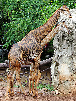 포토 JPG 해외이미지 나무 동물 야생동물 백그라운드 포유류 자연 동물원 사람없음 야외 여름 반려동물 숲 기린 사파리 사냥 해외202004 해외포토 식물 계절 생태계 파일형식 이미지허브