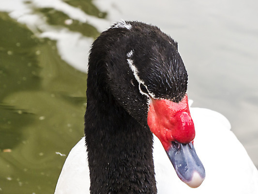포토 JPG 해외이미지 동물 1 공원 호수 물결 야생동물 여행 백그라운드 자연 조류 사랑 사람없음 야외 물 파란색 빛 강 반사 평화 정원 수영 침묵 흰색 연못 도시 원형 우아함 순수 깃털 싱글 런던 부리 백조 장면 단아함 벙어리 웅장함 해외202004 해외포토 자연요소 도형 공공시설 감정 컬러 컨셉 영국 소리 수상스포츠 생태계 파일형식 이미지허브