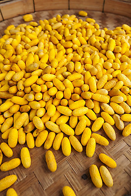 포토 JPG 해외이미지 동물 산업 나비 곤충 백그라운드 패턴 자연 벽지 종류 사람없음 노란색 중국 흰색 직물 실 벌레 실크 소중 순수 묘사 유기농 질감 날것 부드러움 섬유 나방 내추럴 꼬투리 방법 많음 해외202004 해외포토 웰빙 아시아 컬러 컨셉 무늬 감각 생태계 파일형식 이미지허브