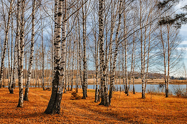포토 JPG 해외이미지 나무 계절 공원 백그라운드 단풍 잎 오렌지 자연 풍경 사람없음 야외 빨간색 초록색 빛 컬러풀 햇빛 노란색 페인트 가을 황금 숲 9월 러시아 자작나무 10월 내추럴 해외202004 해외포토 식물 공공시설 유럽 컬러 과일 태양 날짜 생태계 파일형식 이미지허브