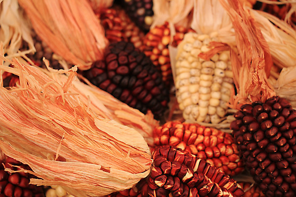 포토 JPG 해외이미지 농업 오렌지 건조 옥수수 사람없음 장식 갈색 할로윈 수확 가을 추수감사절 10월 해외202004 해외포토 계절 산업 기독교 컬러 과일 곡류 날짜 파일형식 이미지허브