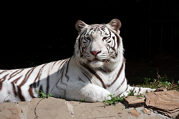 포토 JPG 해외이미지 한마리 야생동물 엎드리기 검은배경 사람없음 야외 맹수 백호 해외202004 해외포토 동물 1 백그라운드 모션 검은색 호랑이 파일형식 사방신 이미지허브