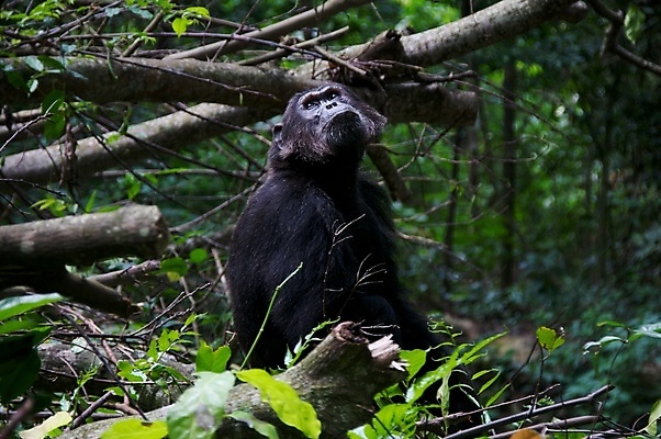 포토 JPG 해외이미지 동물 한마리 야생동물 포유류 아프리카 국립공원 앉기 사람없음 야외 원숭이 열대우림 사파리 유인원 침팬지 우간다 탄자니아 카피스페이스 해외202004 해외포토 멸종위기종 1 공원 나라 모션 공백 숲 파일형식 이미지허브