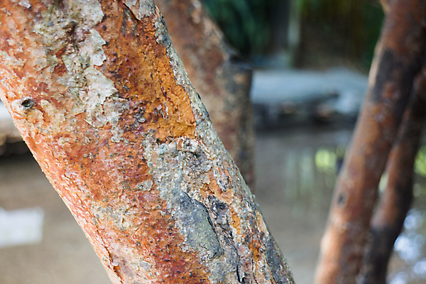 포토 JPG 해외이미지 나무 식물 디자인 공원 선 백그라운드 패턴 자연 표면 날씨 건조 사람없음 목재 장식 갈색 환경 검은색 회색 거친 널 숲 낟알 목수 피부 묘사 질감 날것 나무껍질 잡동사니 곰팡이 수목 썩음 해외202004 해외포토 직업 공공시설 컬러 무늬 재료 신체부위 껍질 생태계 파일형식 이미지허브